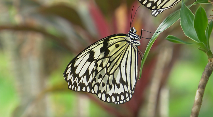 The name Haburagin comes from habra (habera) for butterfly or moth