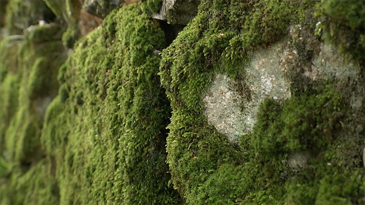 Stone walls on the main approach to the Hiyoshi Taisha shrine
