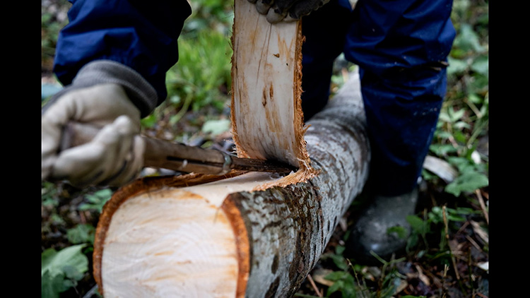Peeling the bark (left), Soaking (center), Peeling off the bark layer by layer (right) Photo by Joe Igarashi