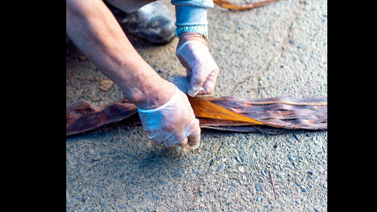 Peeling the bark (left), Soaking (center), Peeling off the bark layer by layer (right) Photo by Joe Igarashi