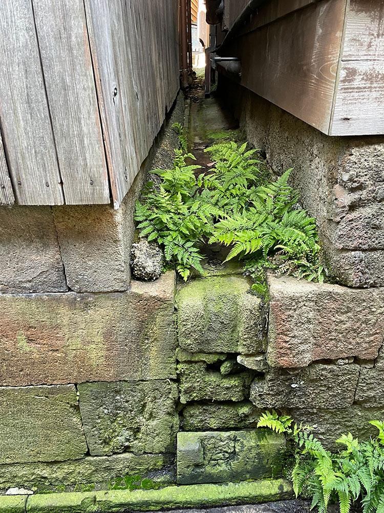 Gaps and crevices Nishizawa found in Shukunegi Photo: Ryue Nishizawa